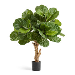 ФикуФикус Лирата Форест в-115 см д-90 см  2/2