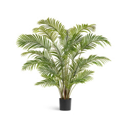 Пальма Арека Хризалидокарпус в-150 см (Sensitive Botanic) 2/2