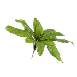 Асплениум Натуральный куст большой д-90, в-35 см (Sensitive Botanic) 12/48