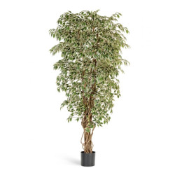 Гавайский фикус лиана пёстр 150 см 2/2