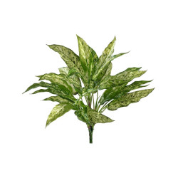 Аглаонема зелёно-жёлтая куст в-40 см (30 листов) (Sensitive Botanic) 12/96