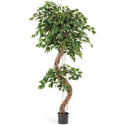 Фикус Бенджамина Коркскрю 180 см 2/2