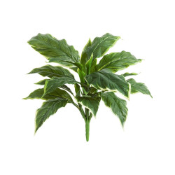 Хоста Соу Свит зелёная с белой каймой д-45/50 см, в-30 см (Sensitive Botanic) 12/96