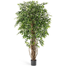 Фикус френч лиана де люкс 150 см 2/2