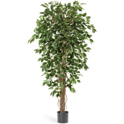 Фикус Бенджамина Лиана 150 см 2/2