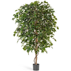 Фикус Бенджамина Де Люкс 150 см 2/2