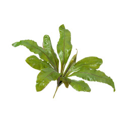 Асплениум Натуральный куст д-70, в-30 см (Sensitive Botanic) 12/48