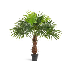 Пальма Вашингтония в-120 см (Sensitive Botanic) 2/2