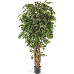 Фикус лиана де люкс 150 см 2/2